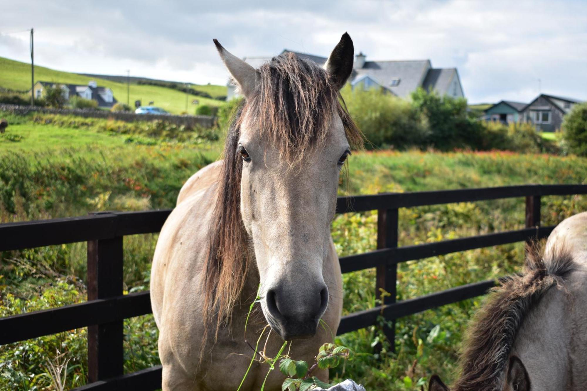 Doolin Glamping Hotel Exterior foto